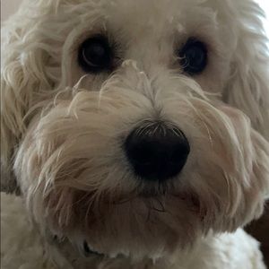 Meet your Posher, Tracy